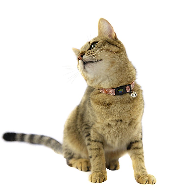 Nuclear Cadena Pequeño Collar para Gato Brillante con Banda Elastica - Extra Small - CanRock