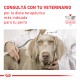 Royal Canin Recovery Latas Caja x 12 u. 195 grs c/u