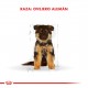 Royal Canin Ovejero Alemán Junior x 1 kg