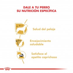 Yorkshire Terrier 28 Adult