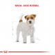 Royal Canin Alimento Seco para Jack Russell Adulto