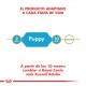 Royal Canin Alimento Seco para Jack Russell Puppy