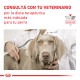 Royal Canin Alimento Seco para perro Urinary S/O Ageing 7+ | 1,5 kg